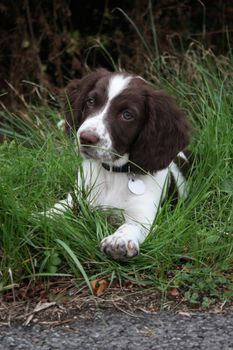 young liver and white working type english springer spaniel pet gundog puppy