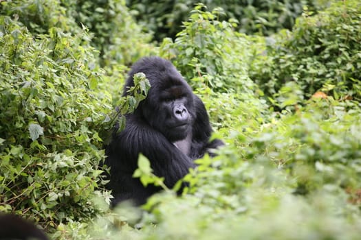 Wild Gorilla animal Rwanda Africa tropical Forest