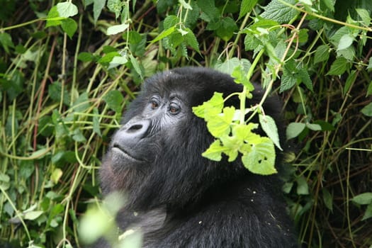 Wild Gorilla animal Rwanda Africa tropical Forest