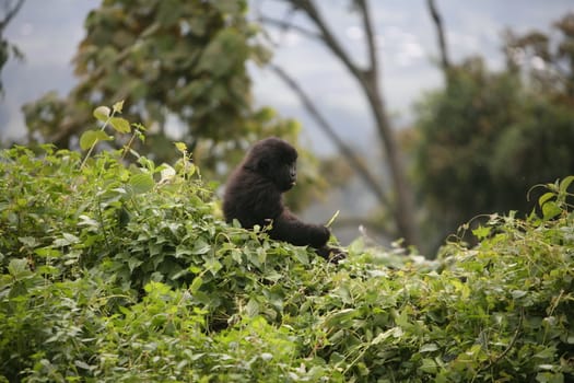 Wild Gorilla animal Rwanda Africa tropical Forest