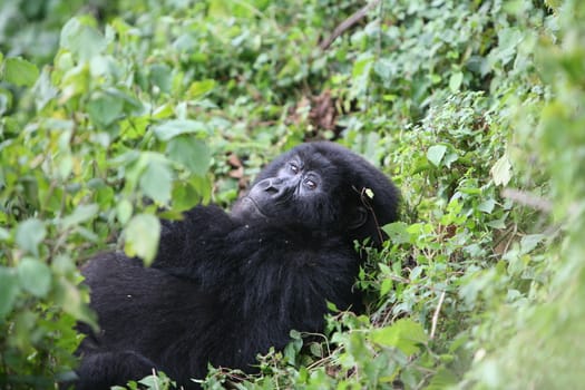 Wild Gorilla animal Rwanda Africa tropical Forest