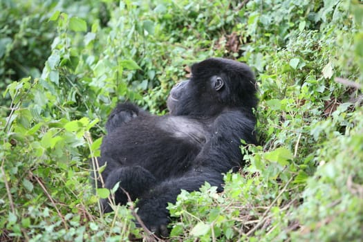 Wild Gorilla animal Rwanda Africa tropical Forest