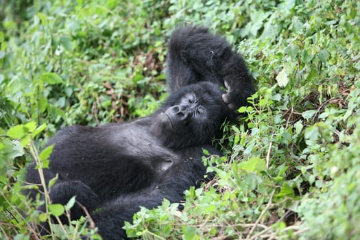 Wild Gorilla animal Rwanda Africa tropical Forest