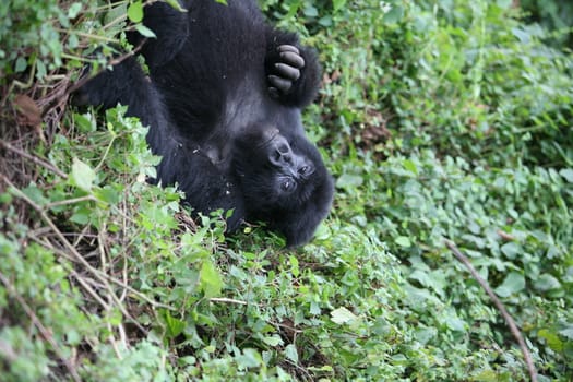 Wild Gorilla animal Rwanda Africa tropical Forest