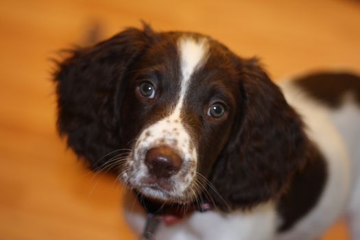 young liver and white working type english springer spaniel pet gundog puppy