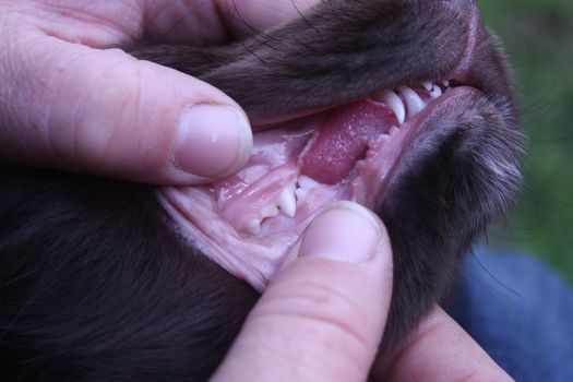 checking teeth of a brown working type cocker spaniel pet gundog