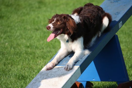 cute red and white spaniel collie cross pet working dog doing agility