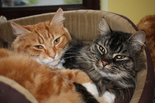 cute ginger and tabby domestic cats