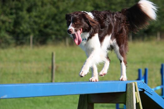 cute red and white spaniel collie cross pet working dog doing agility