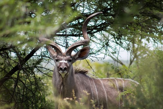 Greater kudu (tragelaphus) looking at me through the tree  branches