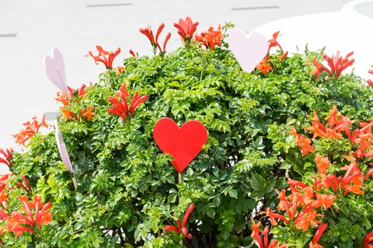 Red heart blossom amist the plants.