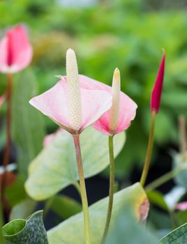 Flamingo flower or Anthurium flower in the garden