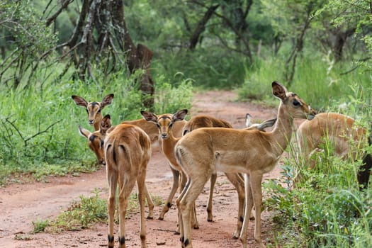 Impala herd standing around on a road inbetween green vegetation