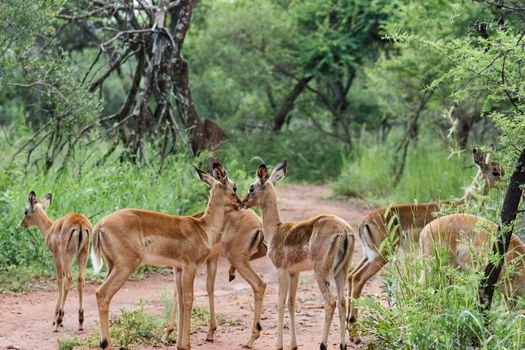 Impala herd standing around on a road inbetween green vegetation