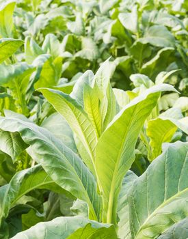 Close up Nicotiana tabacum, the Common tobacco is an annually-growing herbaceous plant