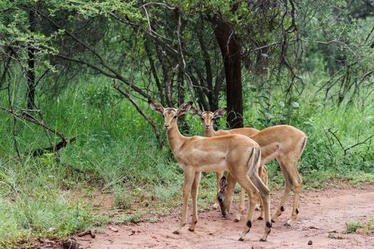 Impala herd standing around on a road inbetween green vegetation