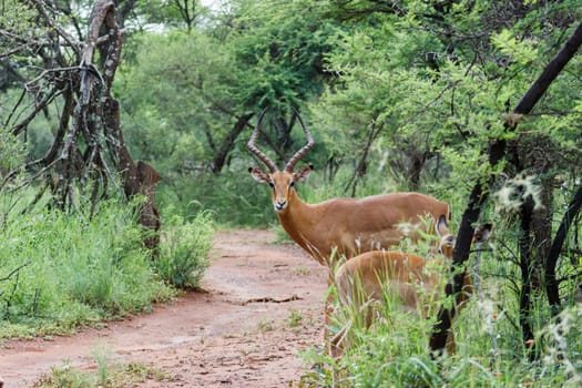Impala male looking down the rood to see if its save to cross