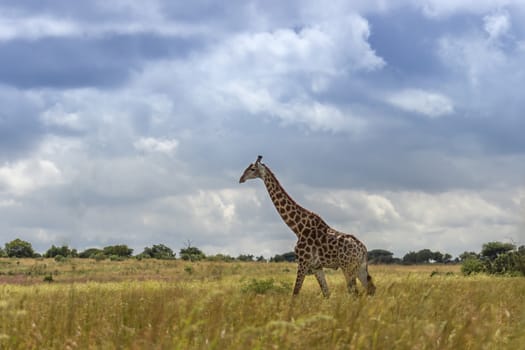 Giraffe ( camelopardalis ) walking in the open vield