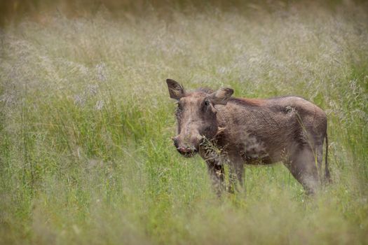 Common warthog standing in the long savannah grass