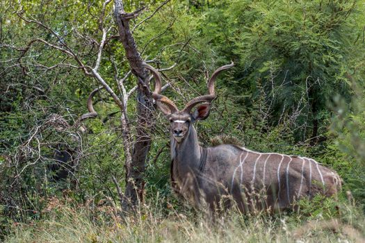 Greater kudu standing on the lookout