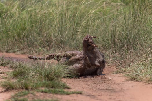 Common warthog rolling in a small mud pood