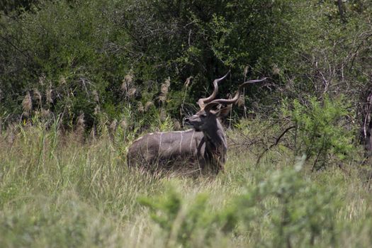 Greater kudu (tragelaphus)looking back over hes shoulder