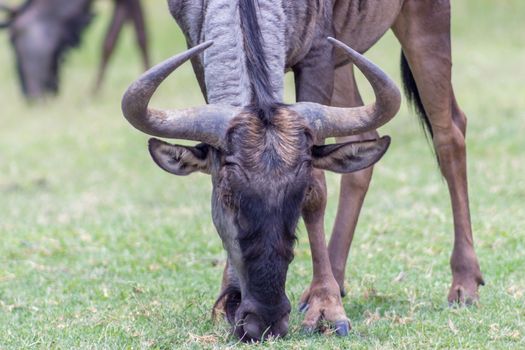 Blue wildebeest (Connochaetes taurinus) closeup photo