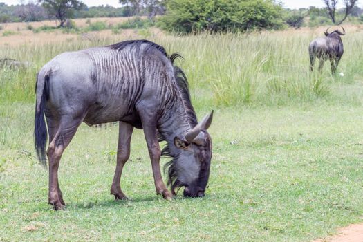 Blue wildebeest (Connochaetes taurinus) grazing on the green grass