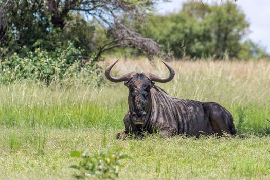 Blue wildebeest (Connochaetes taurinus) lying down on the savannah grass