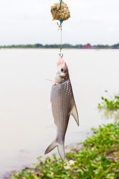 Soldier river barb fish (Cyclocheilichthys enoplos ) on the hook in the lake