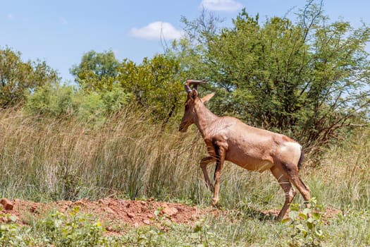 Coke's hartebeest (Alcelaphus buselaphus)