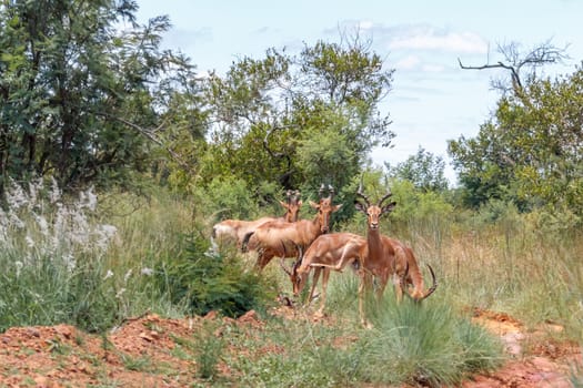 Coke's hartebeest (Alcelaphus buselaphus)