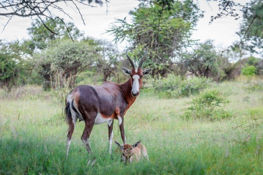 Bontebok (Damaliscus pygargus) and calf