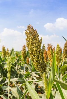 Sorghum or Millet field with blue sky background