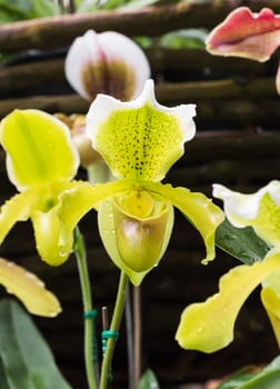 Paphiopedilum callosum is a species of plant in the Orchidaceae family