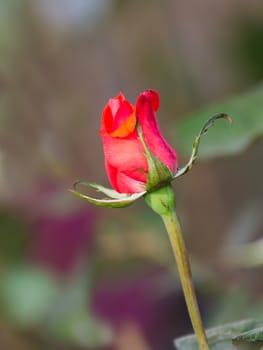 Red rose flower blooming in the garden