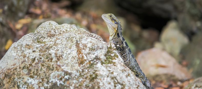 Water Dragon resting on a rock in the late afternoon.