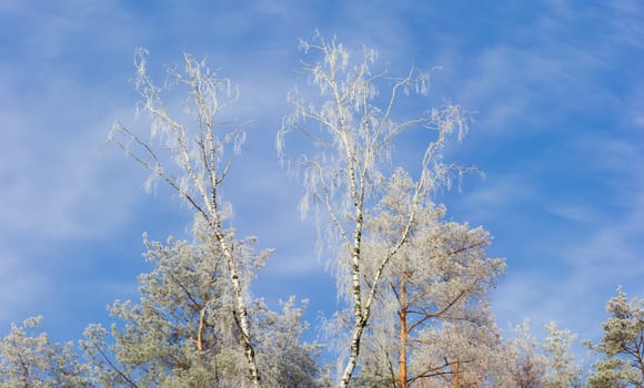 Top part of several birches and pines covered with frost on background of sky with clouds in winter morning
