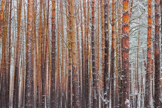 Background of the tree trunks covered with snow in the winter pine forest after a snowfall in a cloudy day
