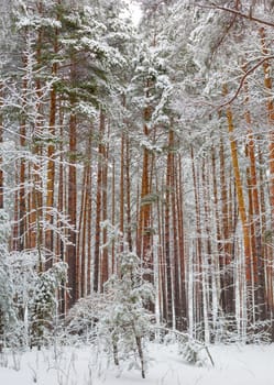 Vertical panorama of the winter pine forest with the trees covered with snow after a snowfall in a cloudy day
