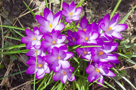 Top view of the group purple flowers of the crocus vernus among dry grass closeup
