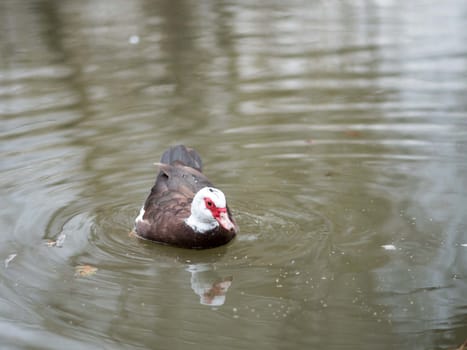 Birds in wildlife. View of a duck bird in park. beautiful mallard duck in the water.