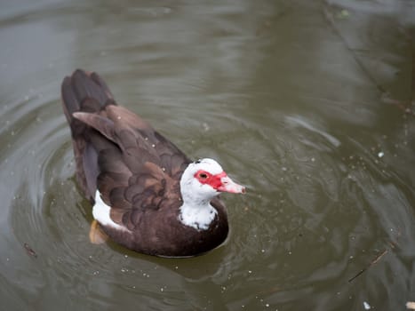 Birds in wildlife. View of a duck bird in park. beautiful mallard duck in the water.