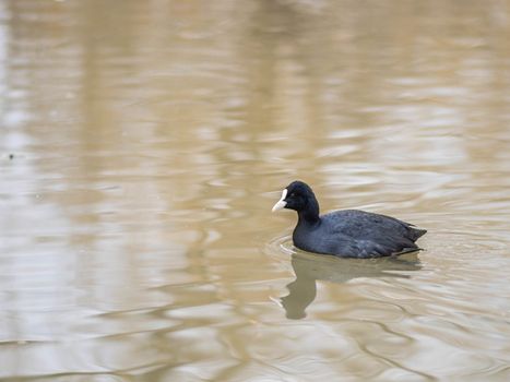 Birds in wildlife. View of a duck bird in park. beautiful mallard duck in the water.