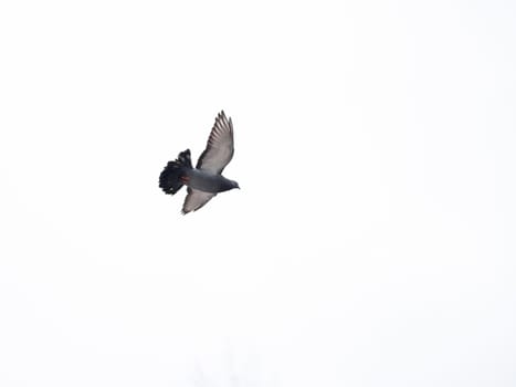 Pigeon is flying in the park