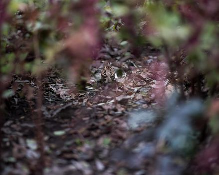 Sparrow on the leaves of bush in nature, note shallow depth of park.