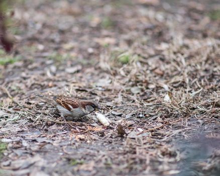 Sparrow on the leaves of bush in nature, note shallow depth of park.