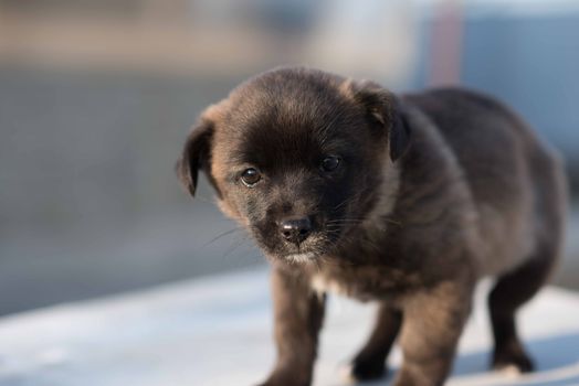 Very cute black puppies. Beautiful puppies. little puppies.