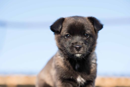 Very cute black puppies. Beautiful puppies. little puppies.