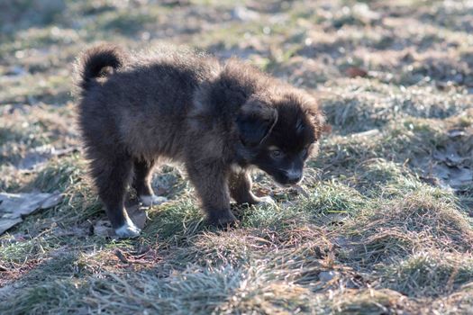 Very cute black puppies. Beautiful puppies. little puppies.